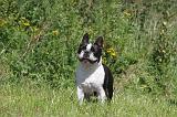 BOSTON TERRIER 040